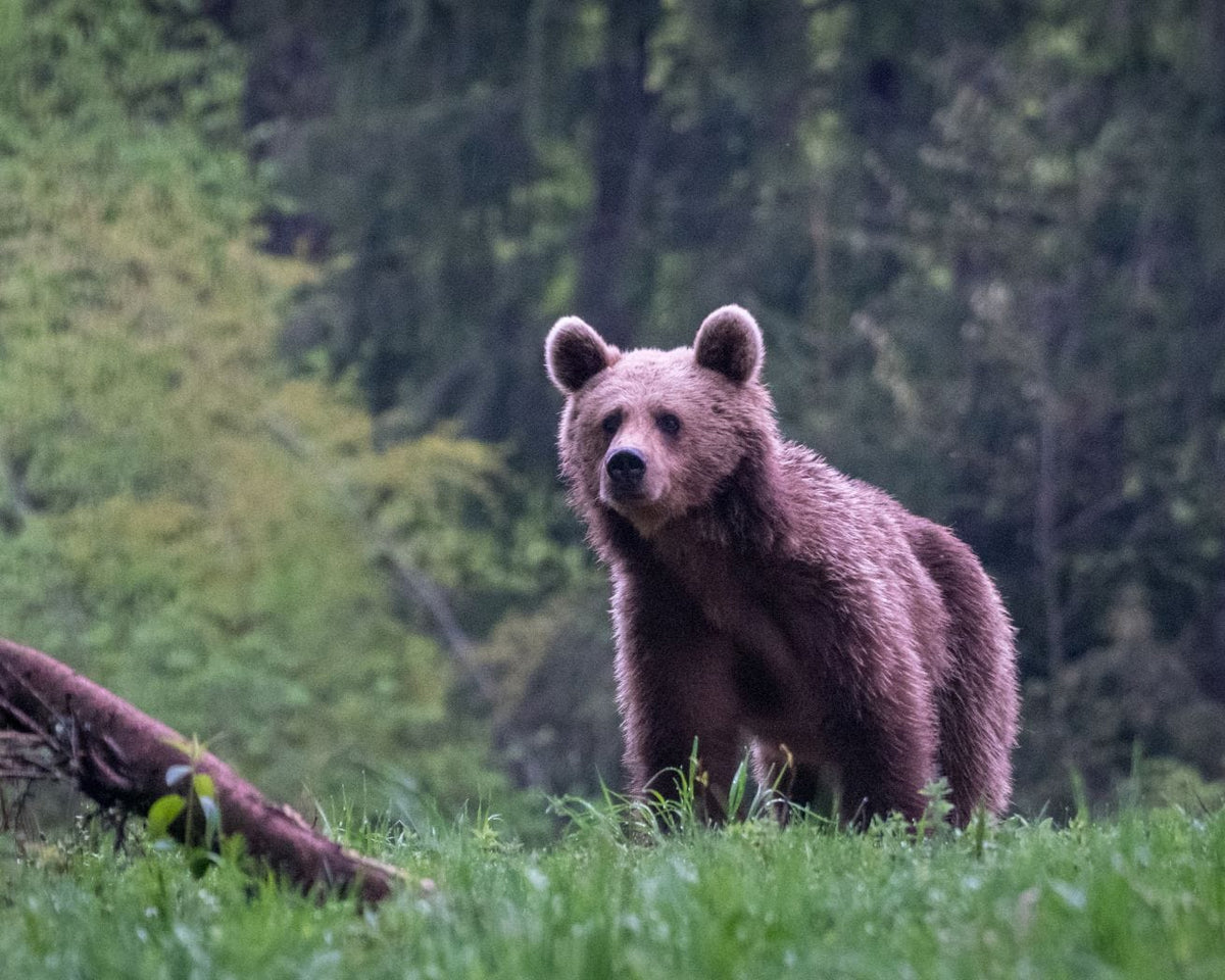 Small brown bear in a forest in Romania.