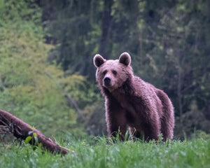 Small brown bear in a forest in Romania.