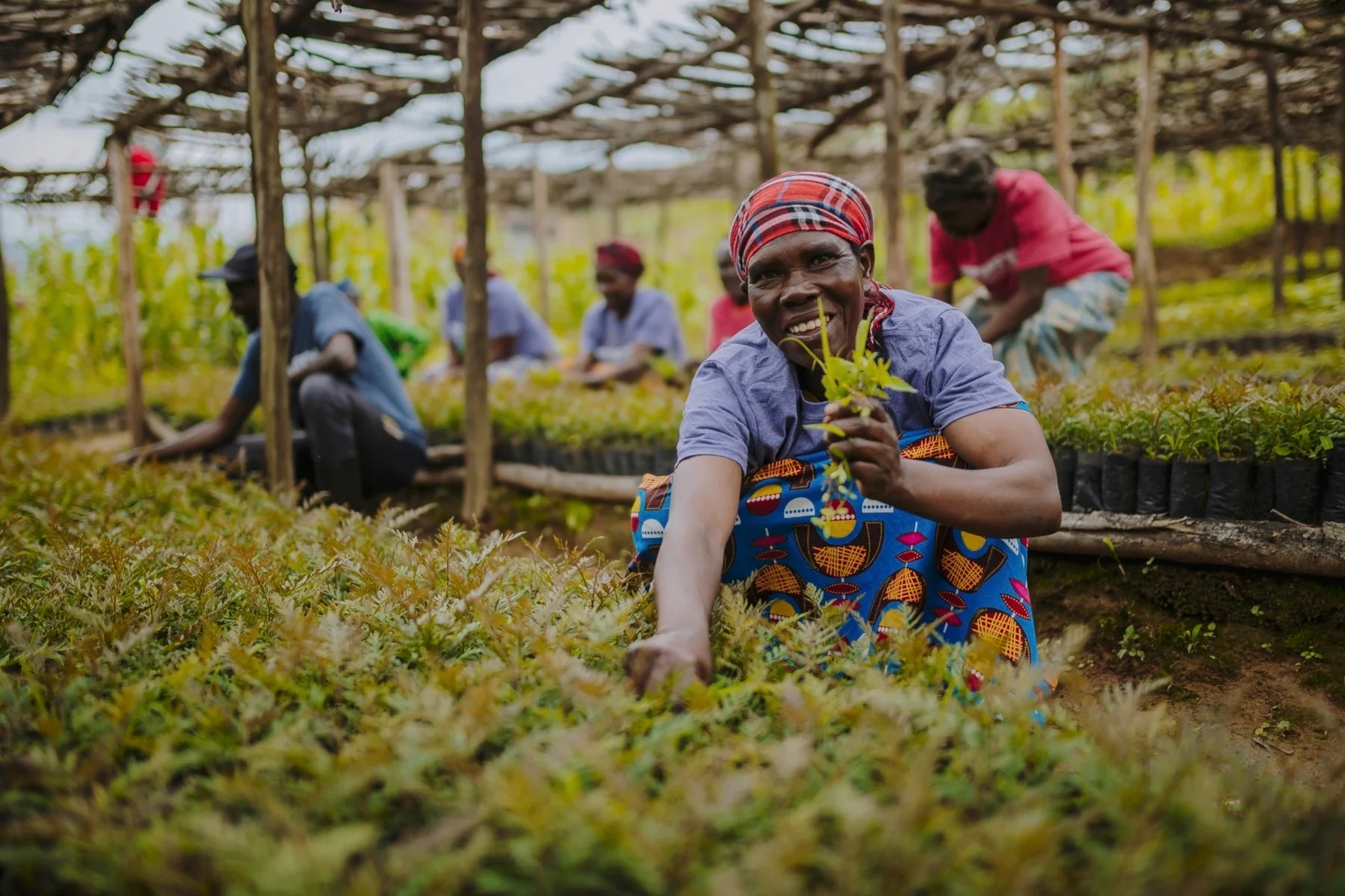 rwanda nursery reforestation