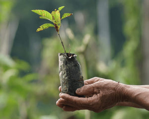 SAPLING IN HAND