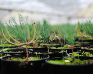 Saplings in a nursery