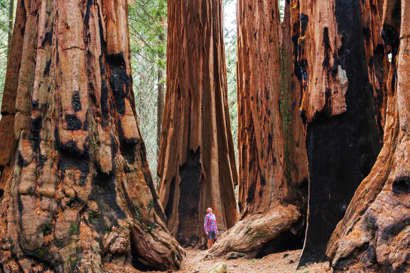 sequoia trees