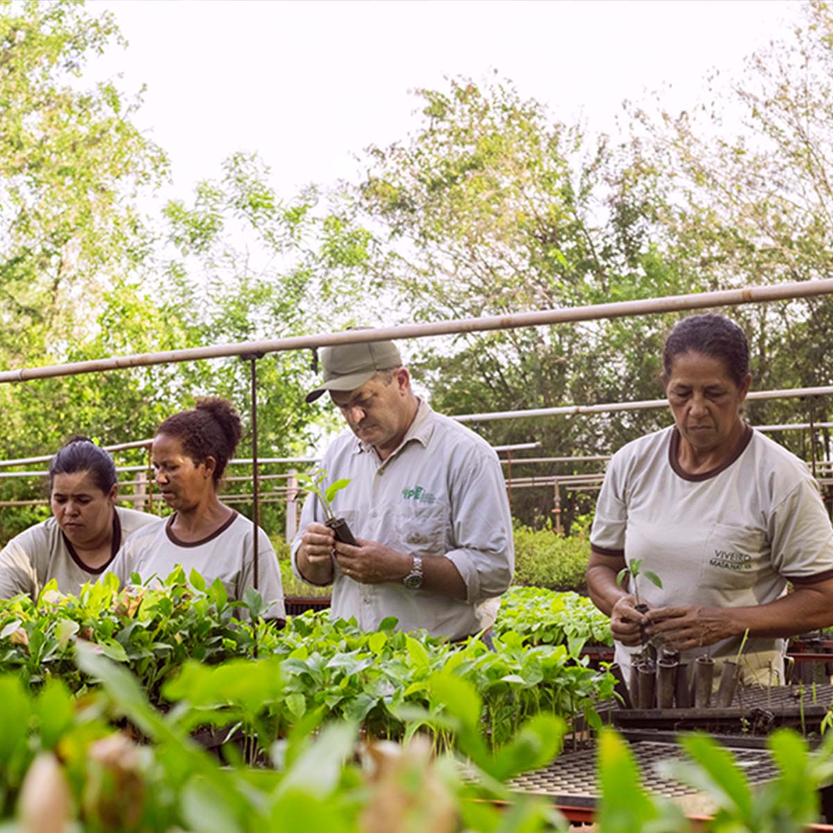 Trees have a social impact