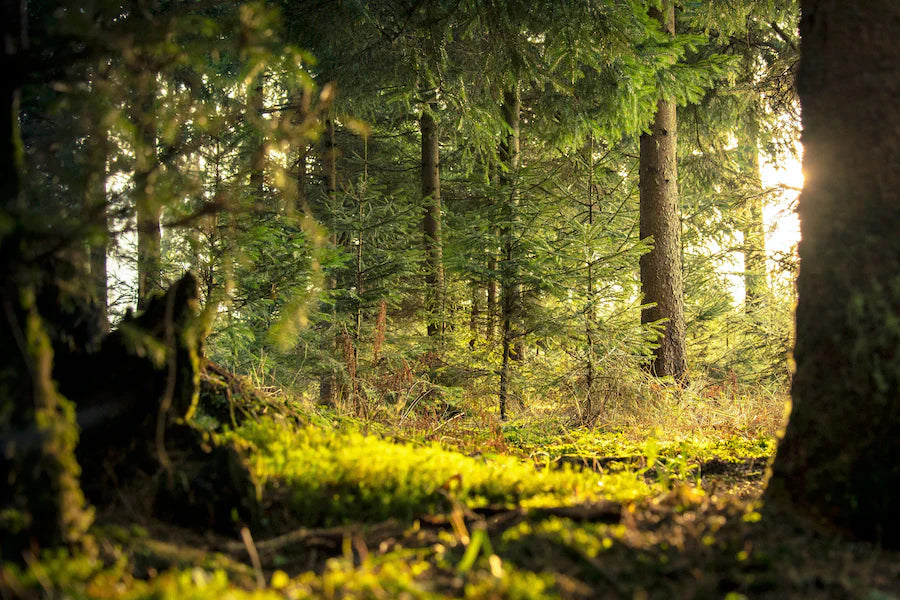 sunlight green forest