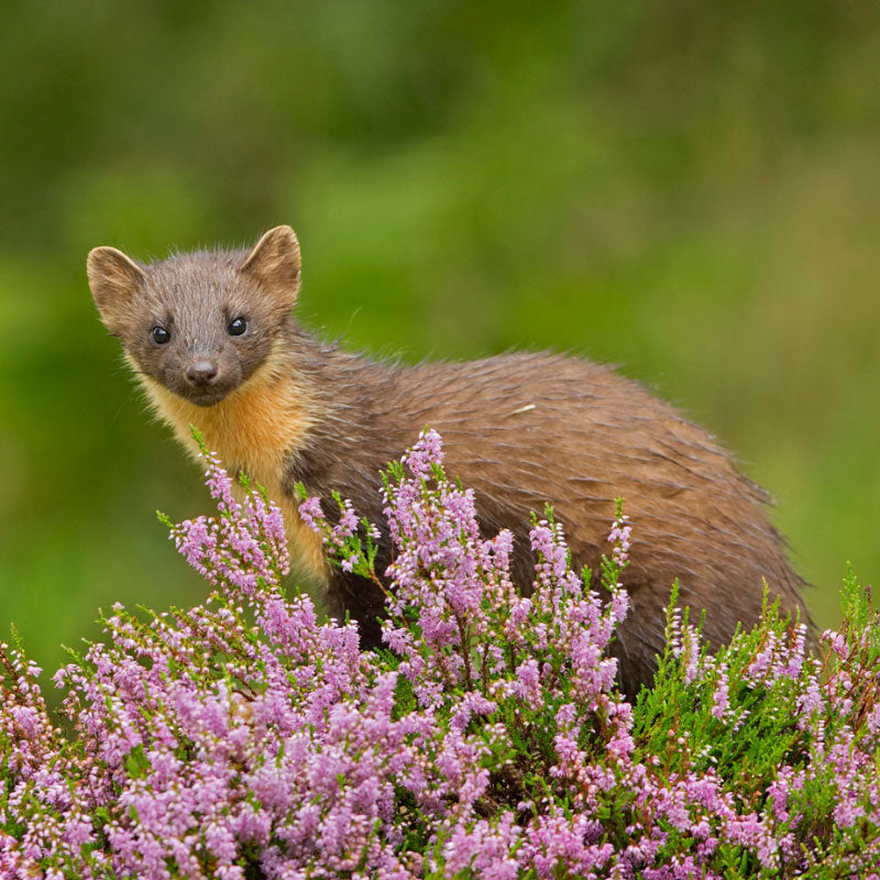 The southwest of Western Australia - Pine Marten