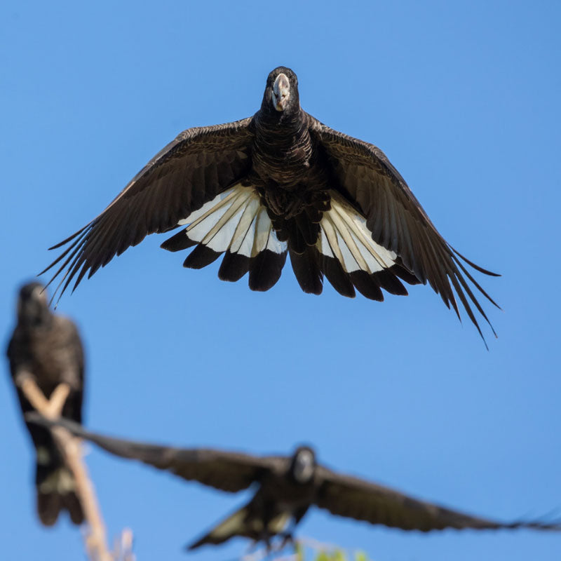 The southwest of Western Australia - Carnaby’s Black Cockatoo