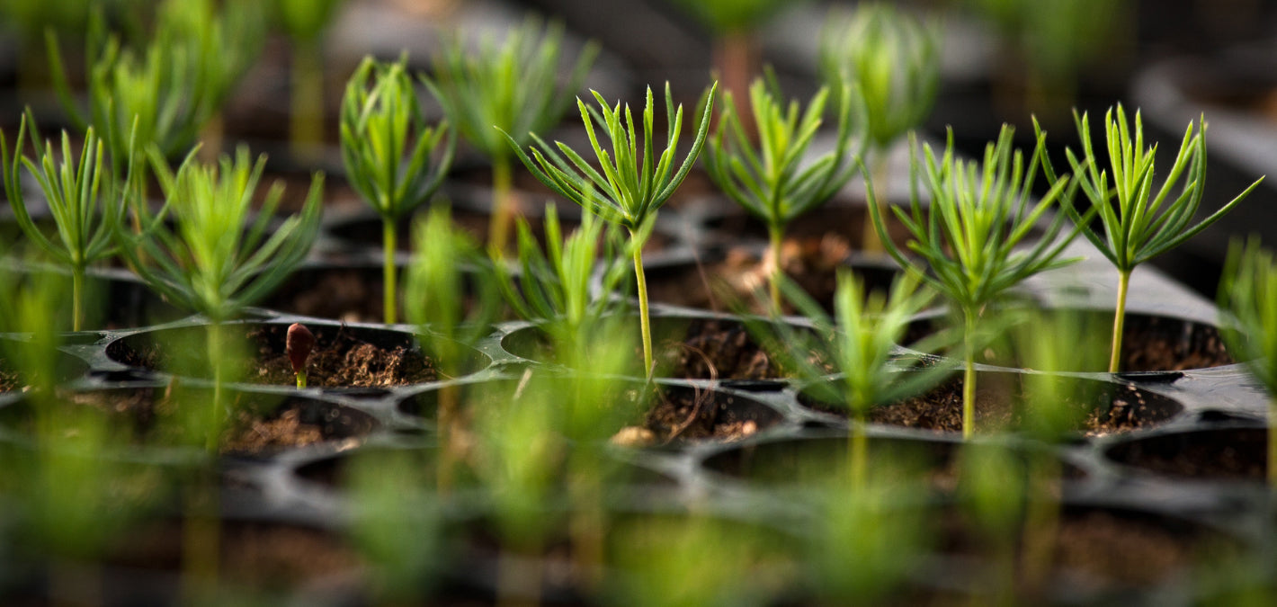 tree seedlings at nursery