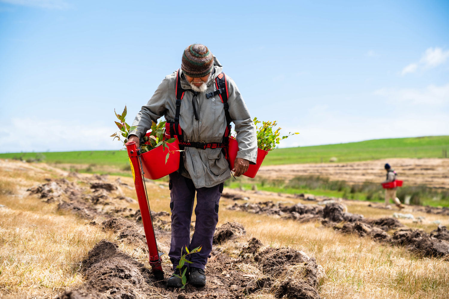 Tree planting in Australia