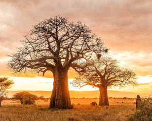 Gift Trees In Memory