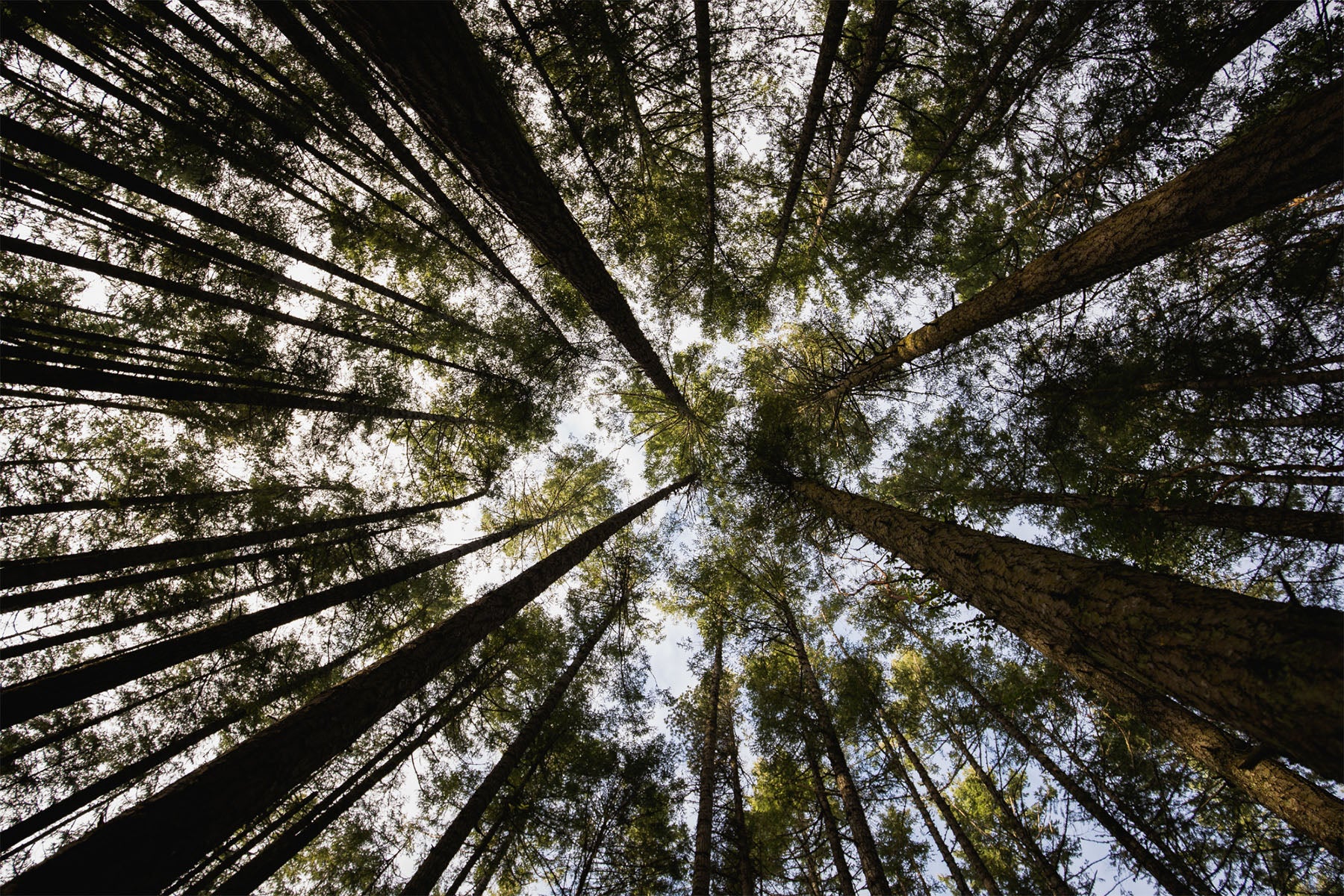 trees overhead pacific northwest trees overhead pacific northwest