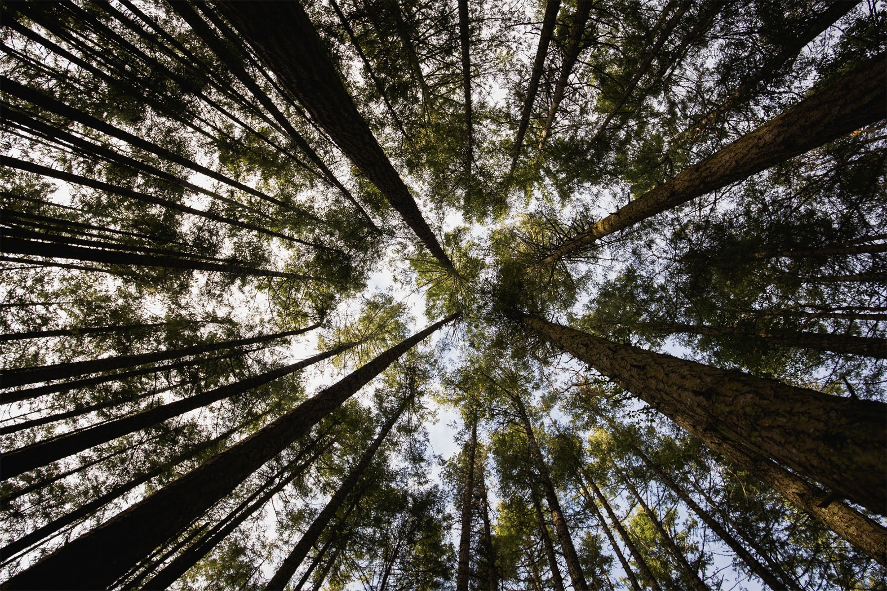 trees overhead pacific northwest