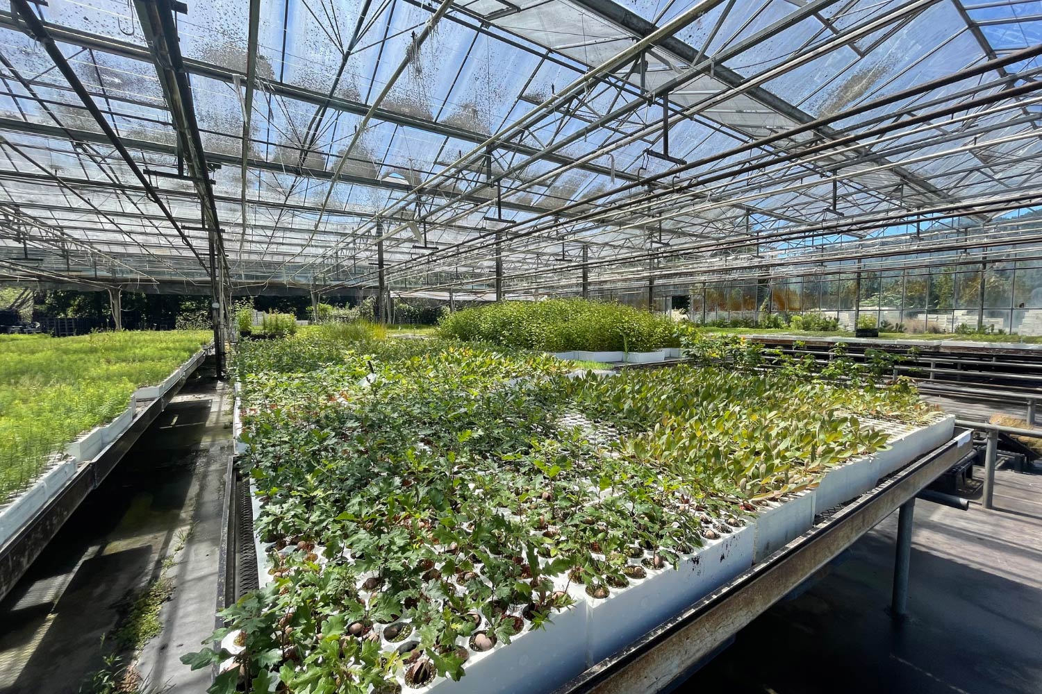 Tree sapling nursery