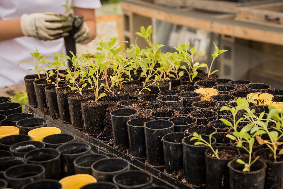 Tree saplings