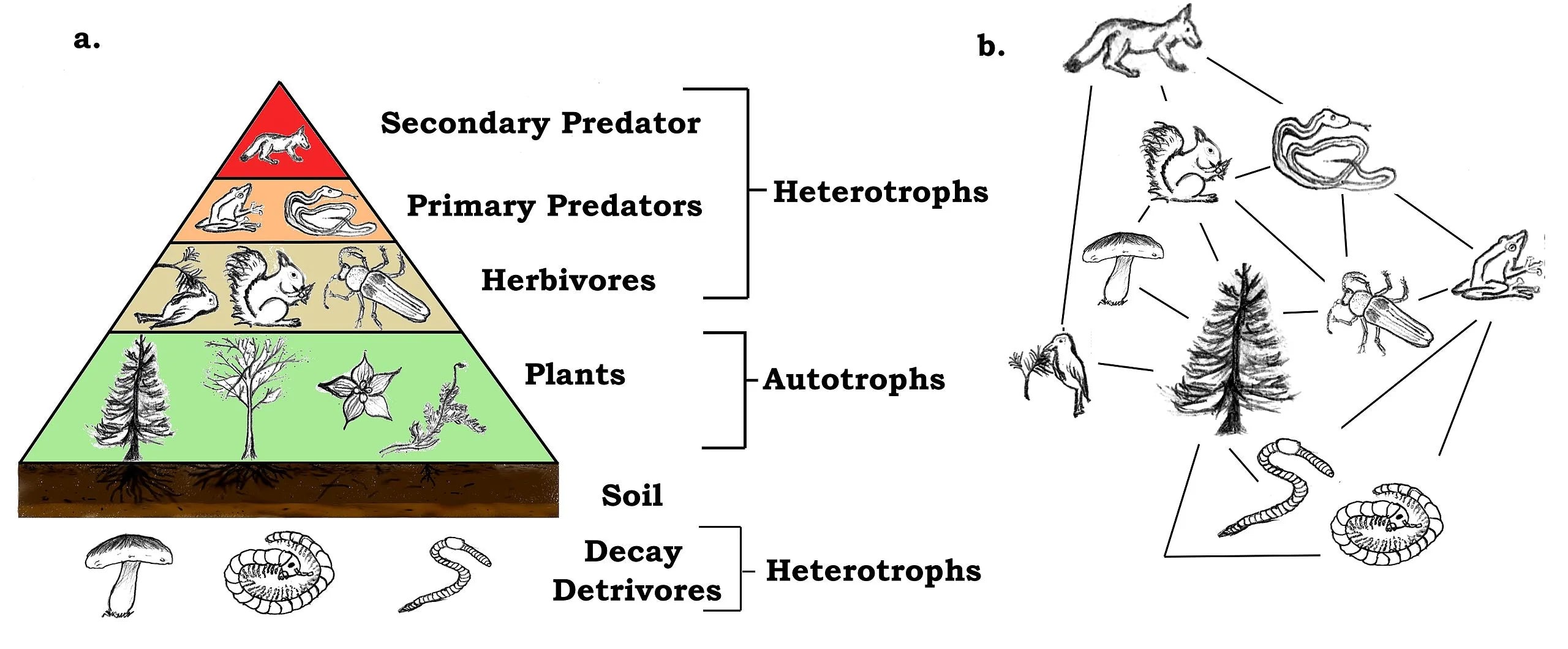 trees biodiversity