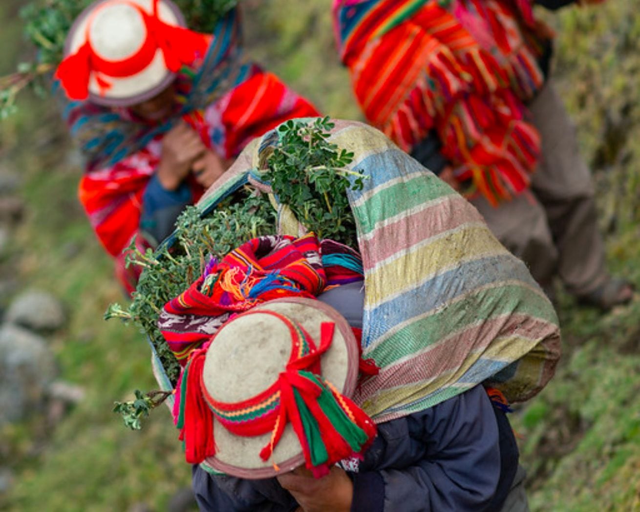 Trees on a persons back in the Andes