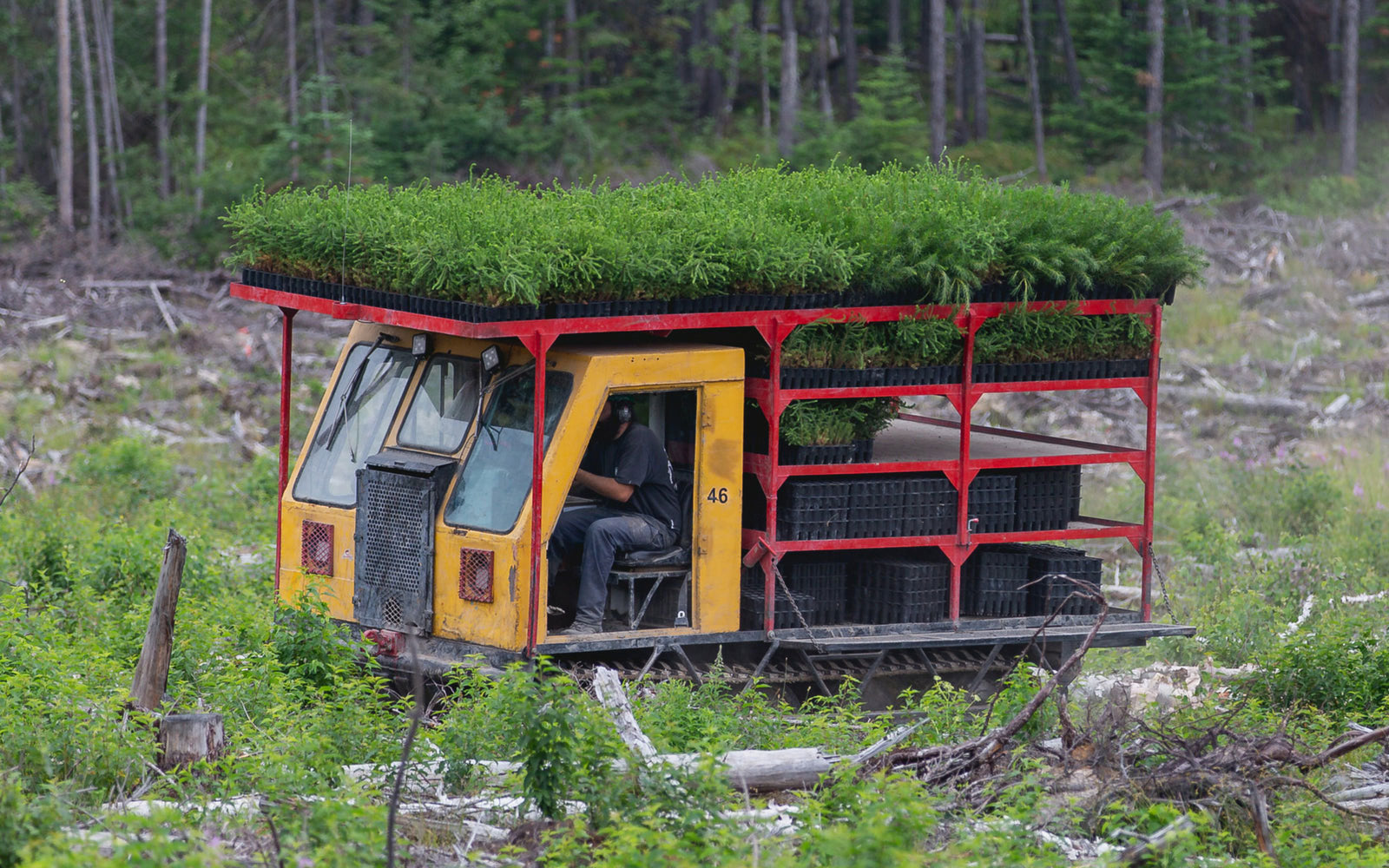 Truck with tree saplings