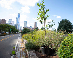 Plant Trees For Impact