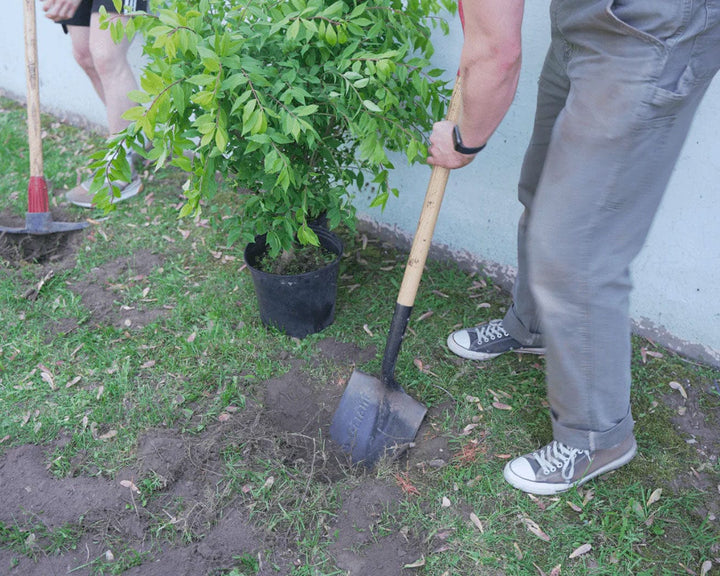 Urban Forestry