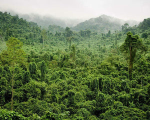 Plant Trees in Vietnam - One Tree Planted