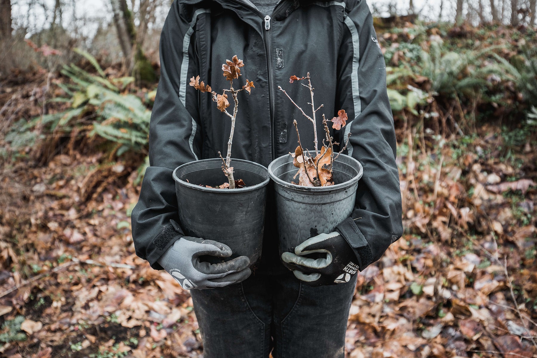 woman holding seedlings pacific northwest woman holding seedlings pacific northwest