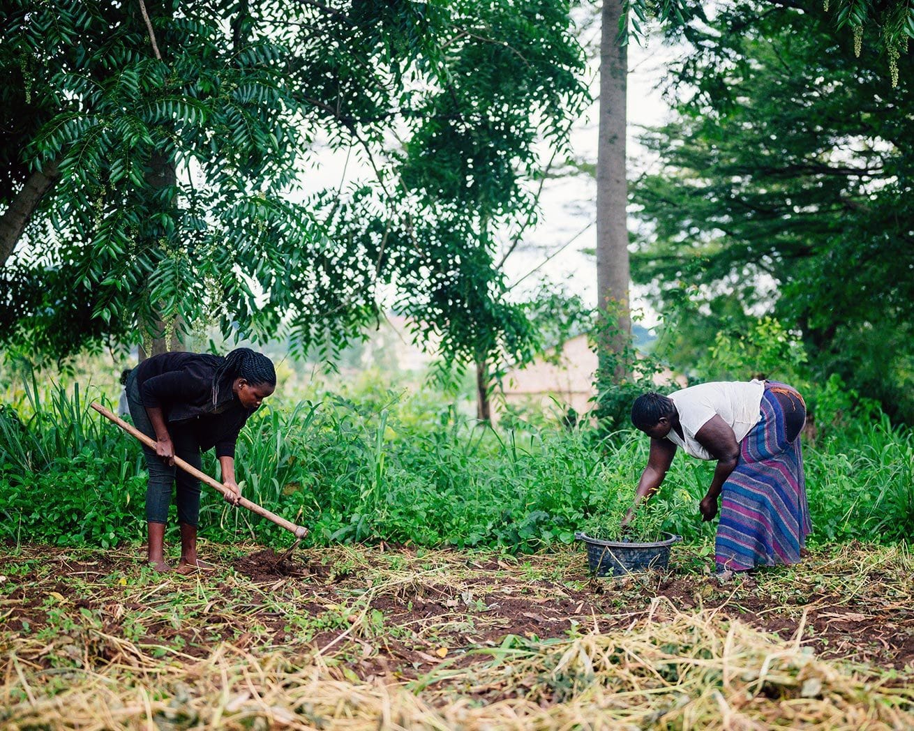 AFR100: Plant Trees for Africa