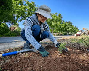 Urban Forestry