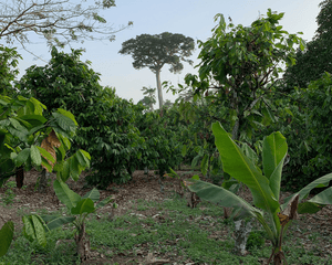 Côte d'Ivoire