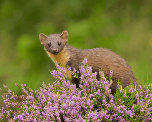 Biodiversity