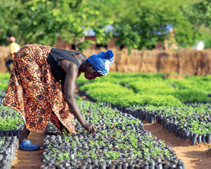 Malawi