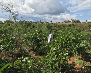 Malawi