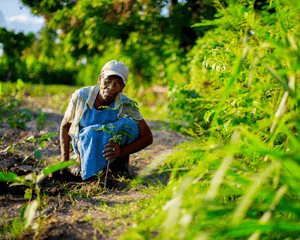 Plant Trees in Haiti - One Tree Planted