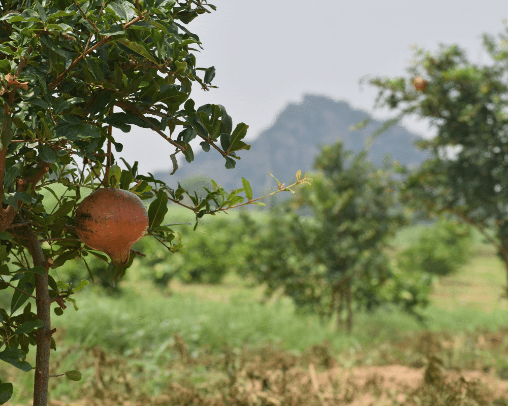 Plant Trees in India - One Tree Planted