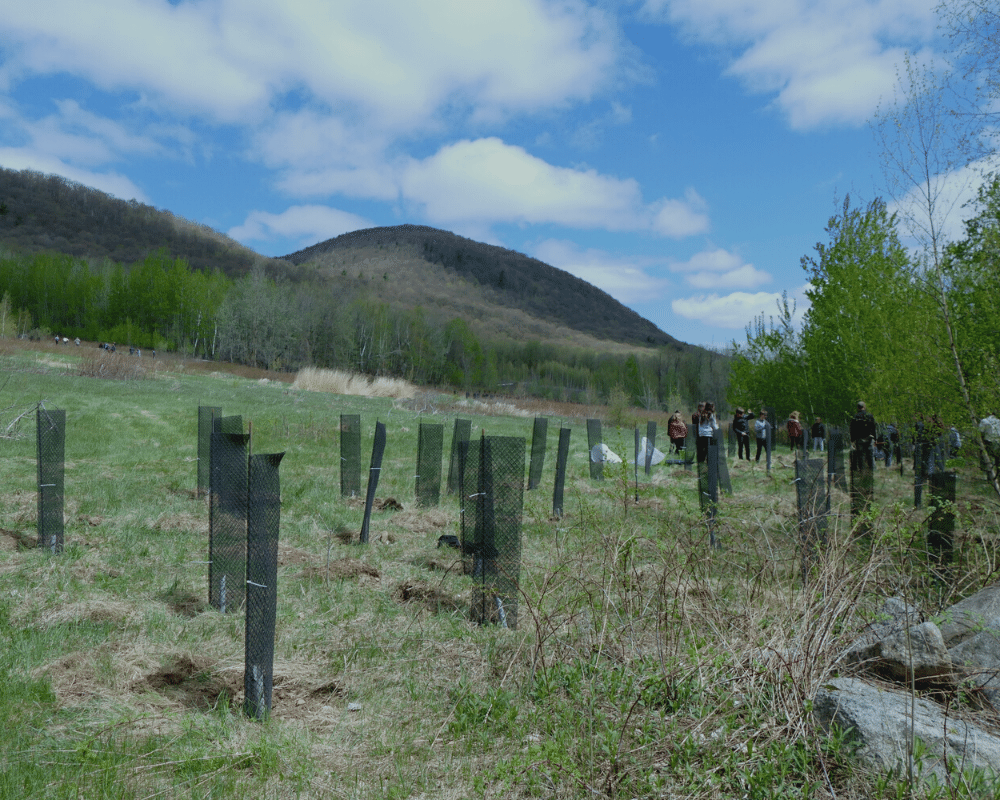 Plant Trees in New Brunswick - One Tree Planted