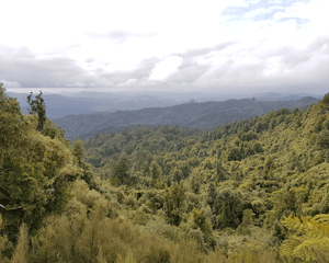 Plant Trees in New Zealand - One Tree Planted