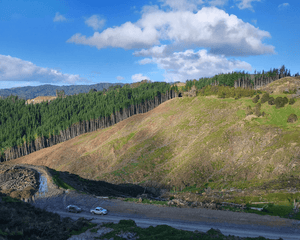 Plant Trees in New Zealand - One Tree Planted