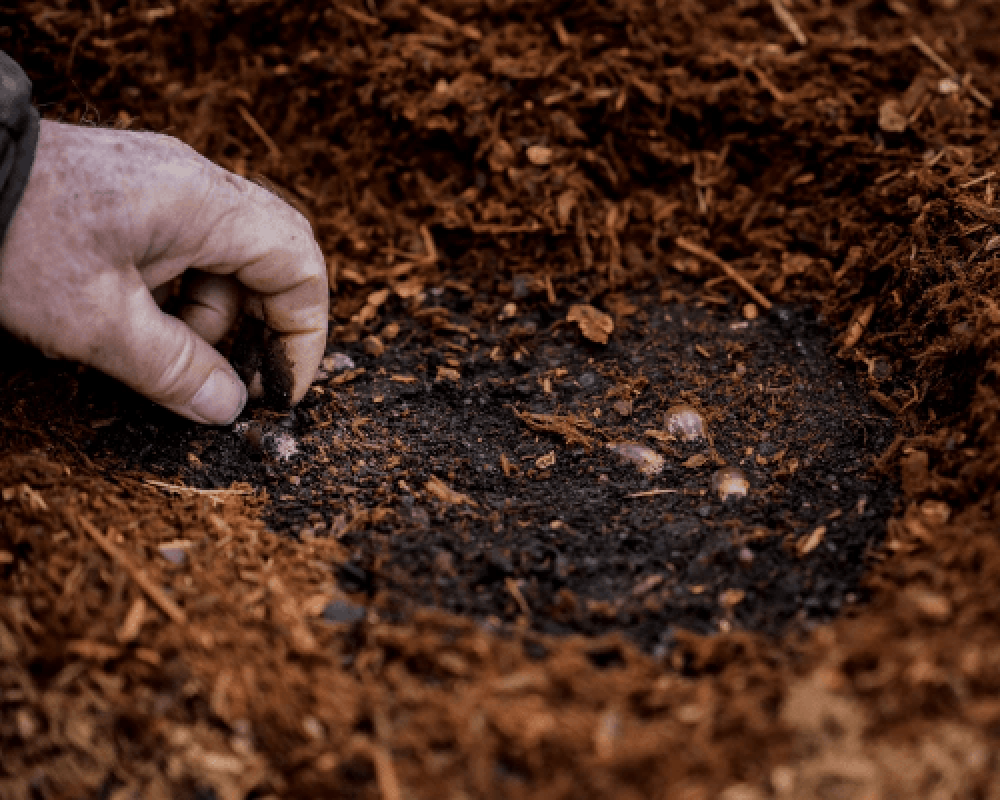 Plant Trees for the Orca