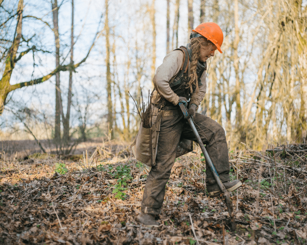 Plant Trees in Oregon - One Tree Planted