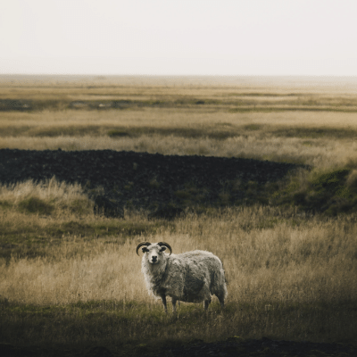 Sheep in Iceland