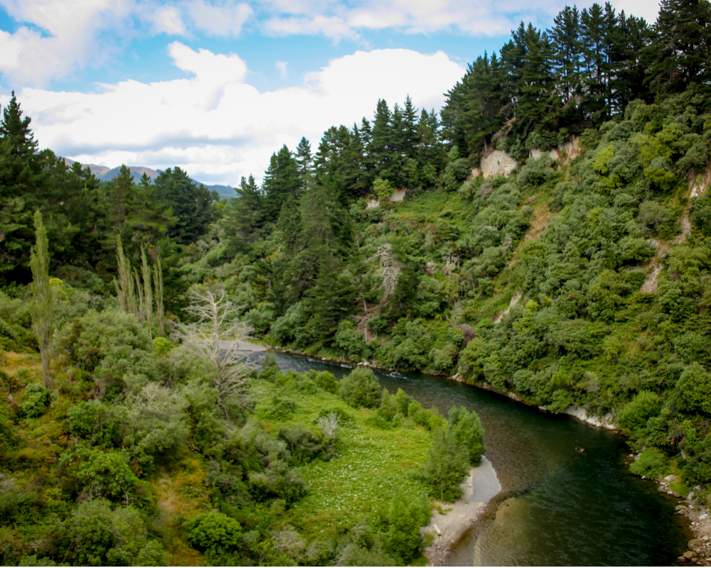 New Zealand Forest Loss