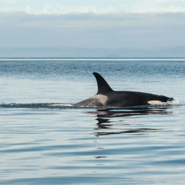 Orca swimming 