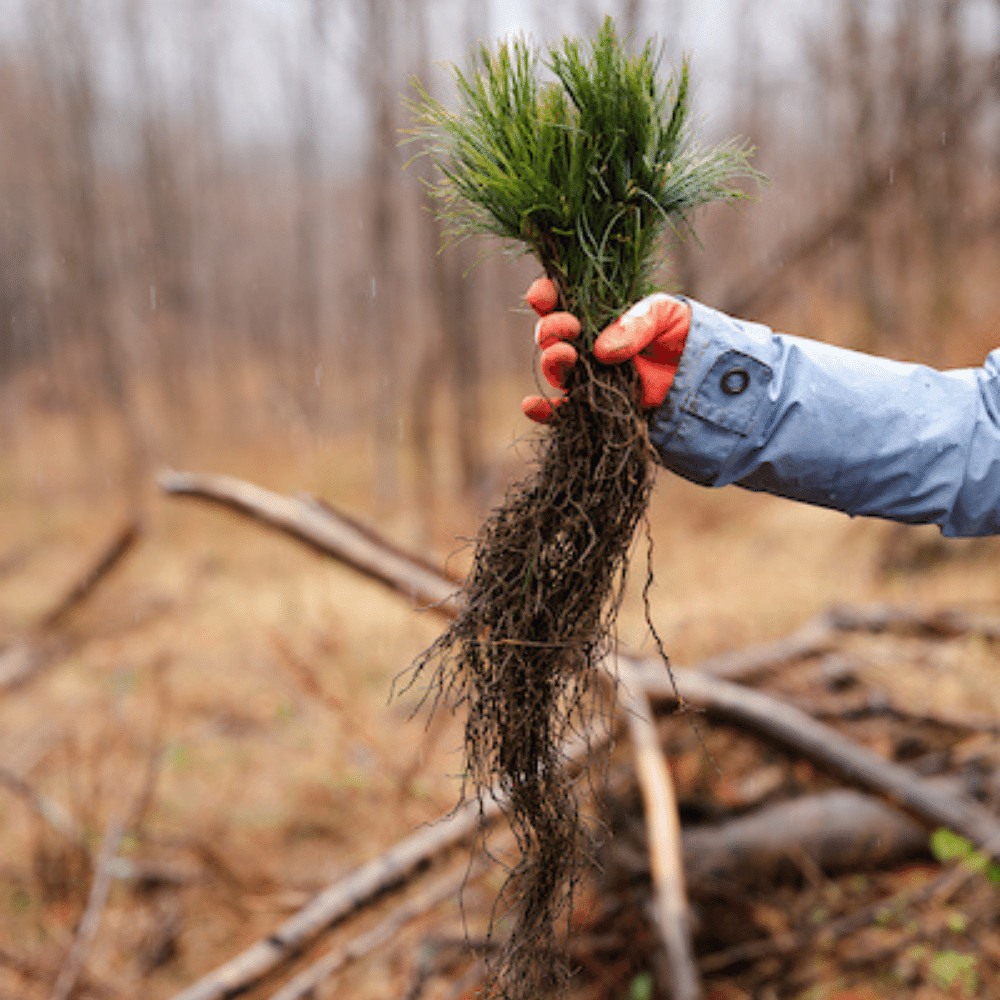 Plant A Tree Day - Community Events