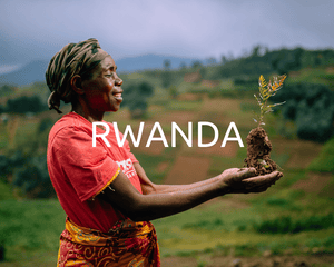 Plant Trees in Rwanda - One Tree Planted