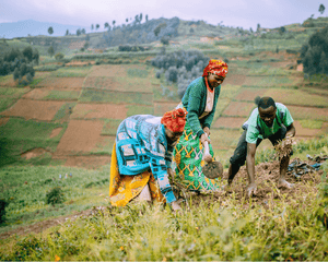 Plant Trees in Rwanda - One Tree Planted