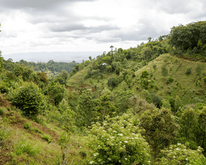 Plant Trees in Tanzania - One Tree Planted